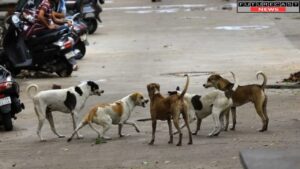 आवारा कुत्ते